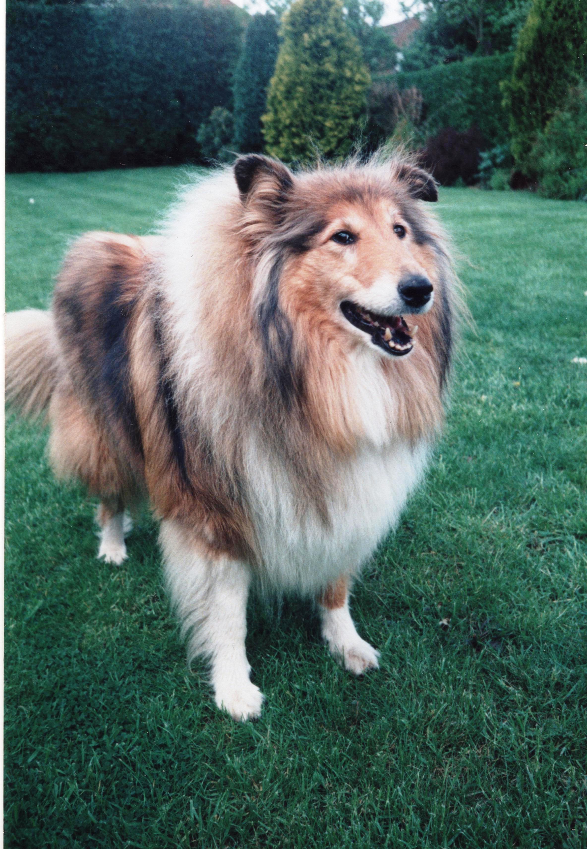 A Friend in a Million - Collie dog -Sara